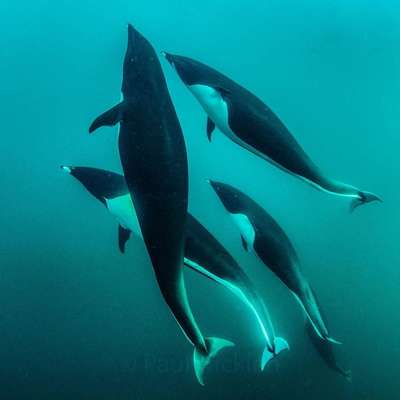 Северный китовидный дельфин