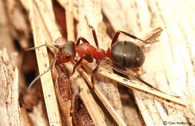 Северный лесной муравей