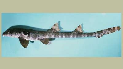 Североавстралийская кошачья акула