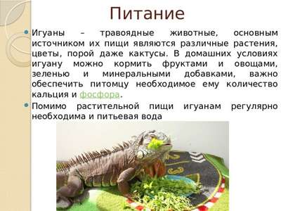 Домашний дpaкон-вегетарианец: правила кормления игуан