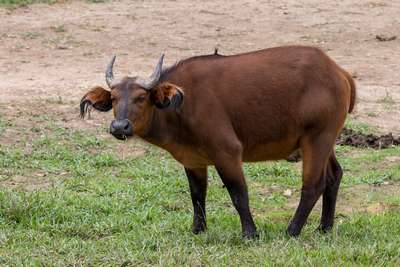 Африканский карликовый буйвол