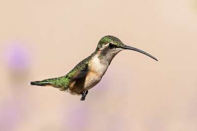 Синебородый украшенный колибри
