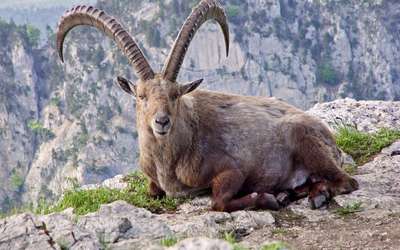 Пиренейский козёл