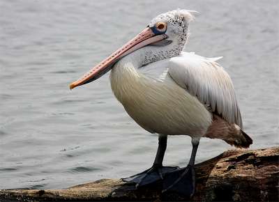 Серый пеликан