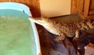 Любимец для богатых экстремалов: содержание крокодилов в домашних условиях