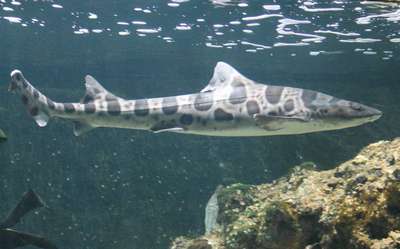 Сомалийская акула-арлекин
