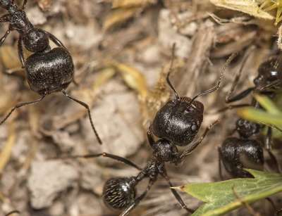 Степной муравей-жнец