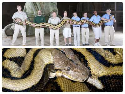 Самые большие змеи в мире: анаконда, сетчатый и тигровый питоны