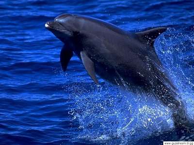 Тёмный дельфин