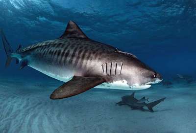 Тигровая акула