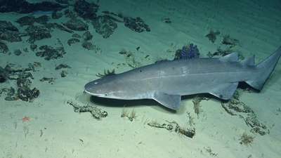Тихоокеанская бляшшкошипая акула