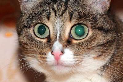 Глаукома у котов