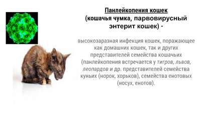 Инфекционный парвовирусный энтерит (Панлейкопения кошек)