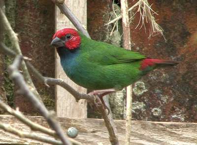 Фиджийская попугайная амадина