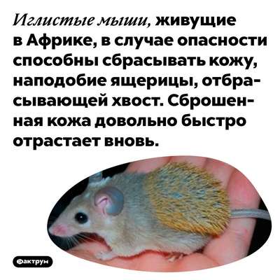 Чудо-зверь: кто такая иглистая мышь