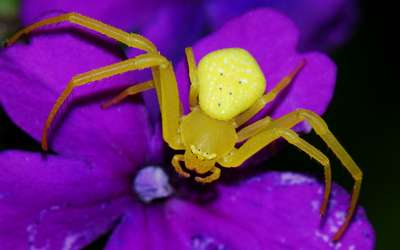 Цветочный паук