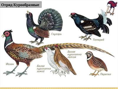 Птицы семейства megaluridae