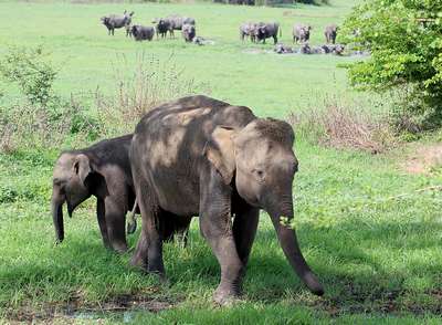 Цейлонский слон