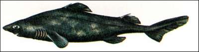 Чёрная собачья акула