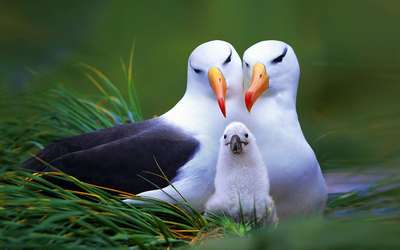 Птицы семейства альбатросовые