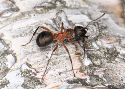 Черноголовый муравей