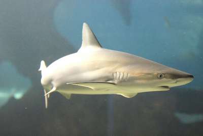 Черноносая серая акула