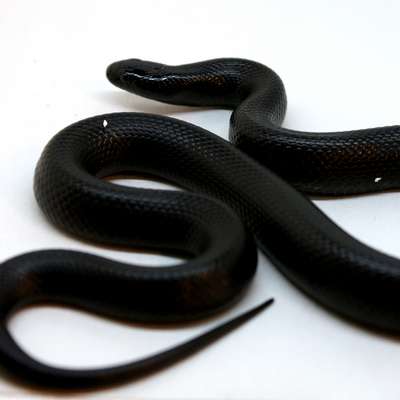 Чёрные змеи