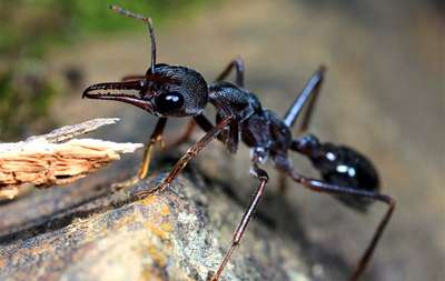 Чёрный муравей-бульдог