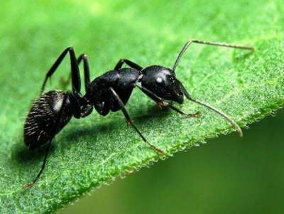 Чёрный садовый муравей