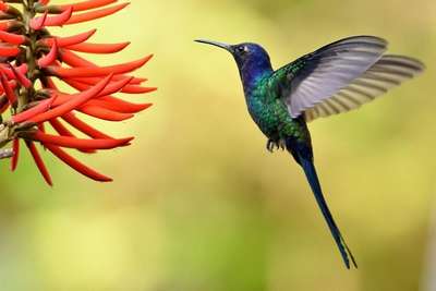 Ширококрылый колибри