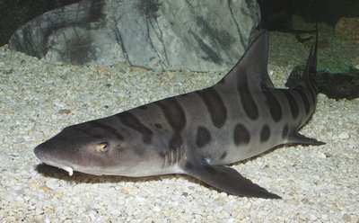 Южноафриканская чёрная кошачья акула