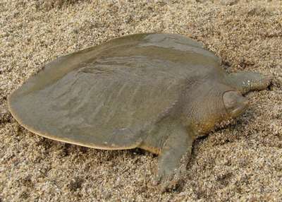 Большие мягкотелые черепахи