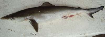Бразильская длиннорылая акула