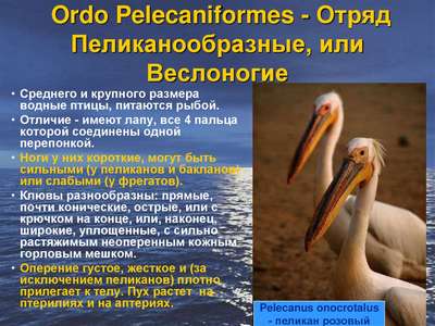Птицы семейства пеликанообразные