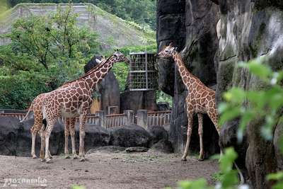 Зоопарки Тайваня