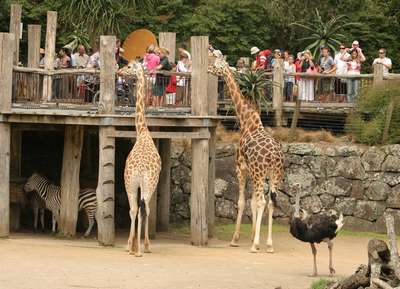 Зоопарки Новой Зеландии