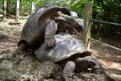 Зоопарки Сейшельских Островов