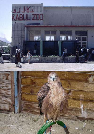 Зоопарки Афганистана