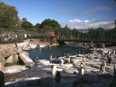 Зоопарк Эдинбурга