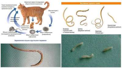 Кошачьи гельминты: симптомы и лечение