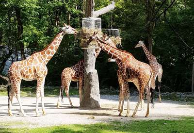 Мюнхенский зоопарк Хеллабрунн