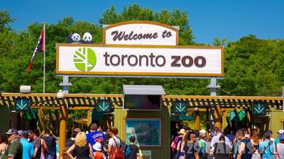 Зоопарк Торонто