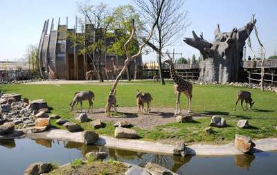 Зоопарк Роттердама