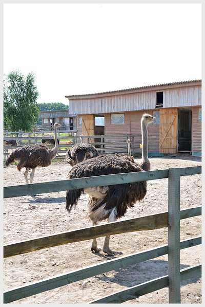 Мини-зоопарк Ясногородской страусинной фермы
