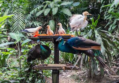 Зоопарк Тропические птицы