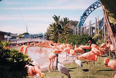 Парк Фламинго