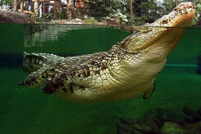 Зоопарк крокодилов
