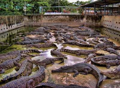 Крокодиляча ферма Сандакан