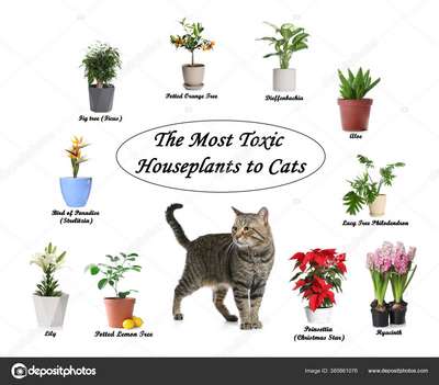 Коты и ядовитые цветы-2