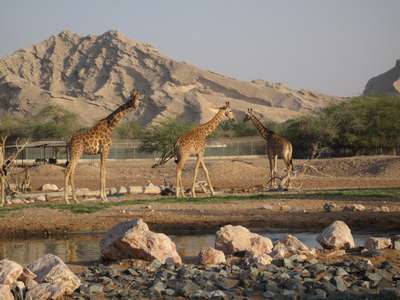 Зоопарк Аль Аина